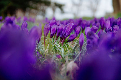 Close-up of purple crocus blooming outdoors