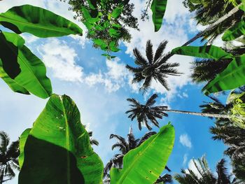 Low angle view of leaves against sky