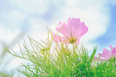 Cosmos flower with sky background, pink meadow flowers in summer. beautiful scenery in flower garden