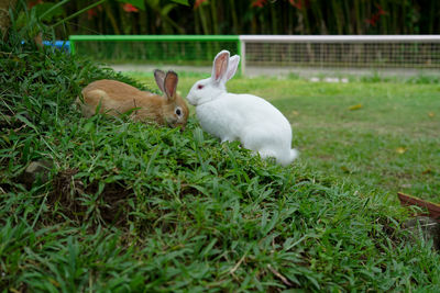 Rabbit on grassy field