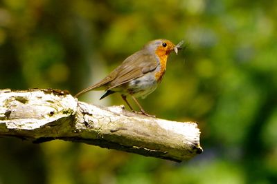 Robin hunting insect on wood