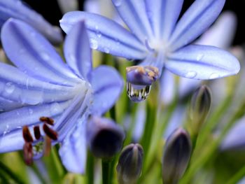 Close-up of purple flowering plant