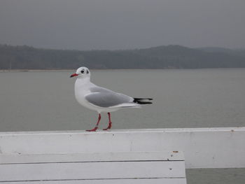Seagull perching on railing against lake