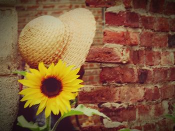 Close-up of yellow flower on brick wall