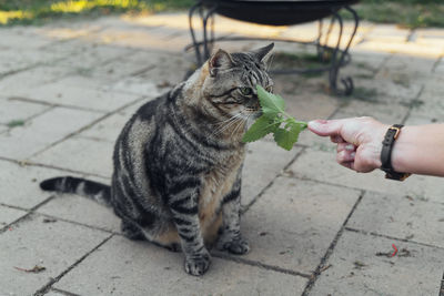 The cat sniffs and licks catnip in the backyard