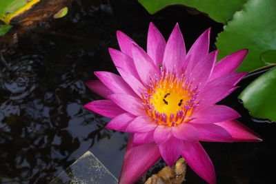 Close-up of lotus water lily