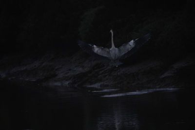 Bird flying over lake