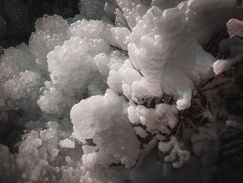 Close-up of frozen plant