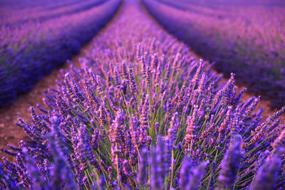 Close-up of purple flowering plant on field