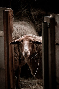 Portrait of horse standing in wooden fence