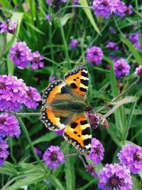 Close-up of butterfly pollinating on purple flowers