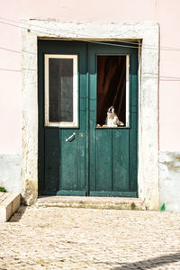 Dog howling through window of a closed entrance door in lisbon city