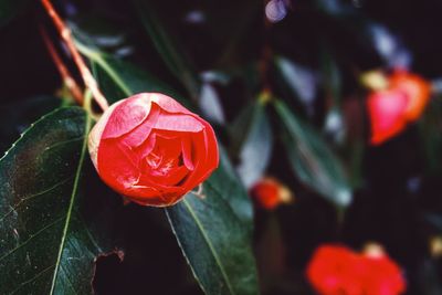 Close-up of red flower