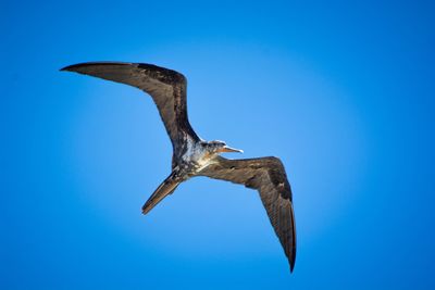 Low angle view of bird flying against clear blue sky