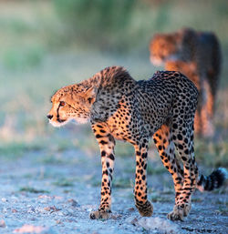 Cheetah standing on field