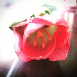 Close-up of pink flowers