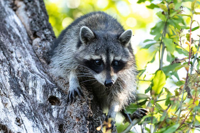 Young raccoon procyon lotor marinus forages for food in naples florida among the forest.