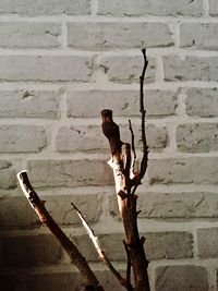 Close-up of bird perching on brick wall