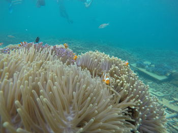 Fish swimming in sea