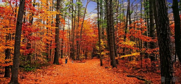 Trees in forest during autumn