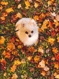 autumn