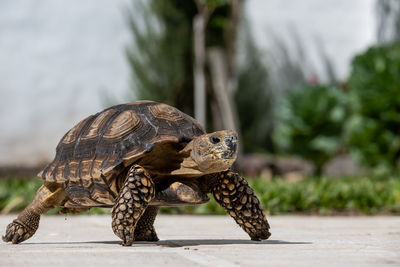 Close-up of turtle