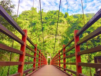 View of footbridge in forest