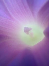 Full frame shot of flower