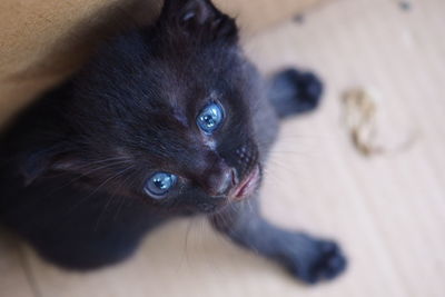 Close-up portrait of a cat
