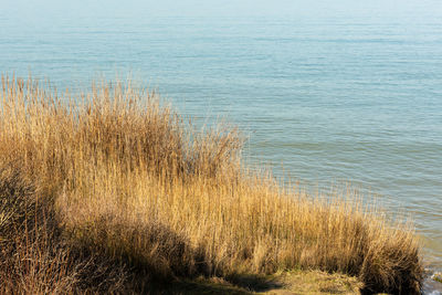 High angle view of grass on beach
