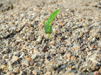 High angle view of small plant growing on land