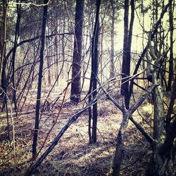 Bare trees on landscape