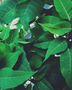 High angle view of green leaves