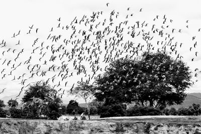 Low angle view of birds flying against sky