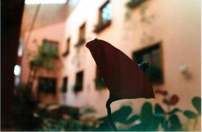 Close-up of plant against blurred background