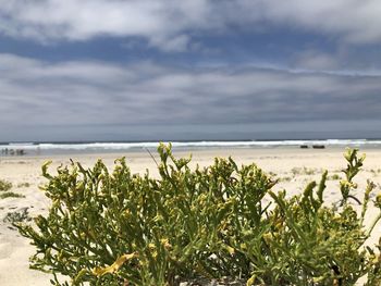 Plants growing on beach against sky