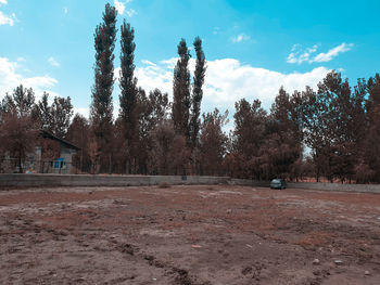 Trees on field against sky