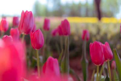 Close-up of pink tulips on field