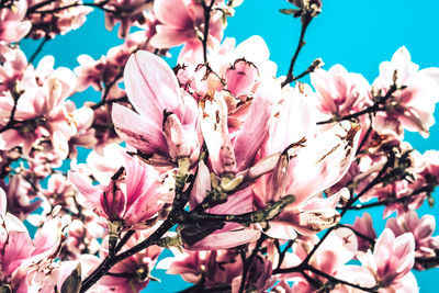 Low angle view of cherry blossom tree
