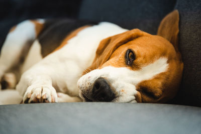 Close-up of a dog sleeping