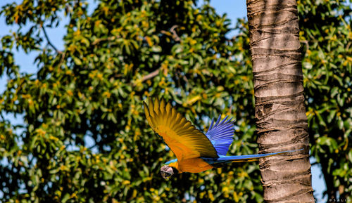 Low angle view of bird flying against trees