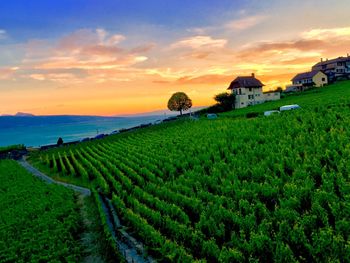 Scenic view of agricultural field against sky during sunset