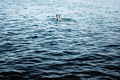 High angle view of person swimming in sea