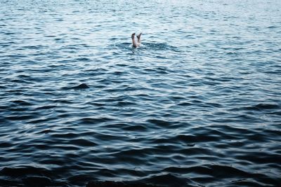 Low section of person swimming in sea