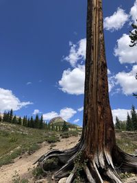 Panoramic shot of tree trunk against sky