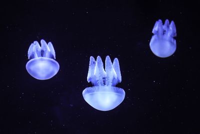 Close-up of jellyfish swimming in sea