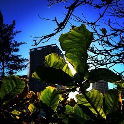 Low angle view of tree against blue sky