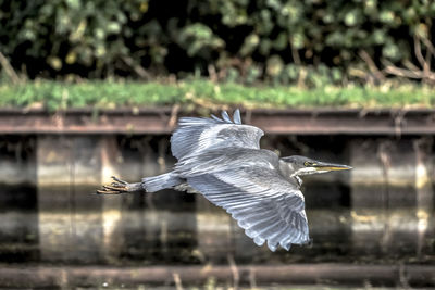 Bird flying in the water