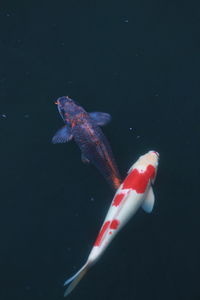 Fish swimming in sea