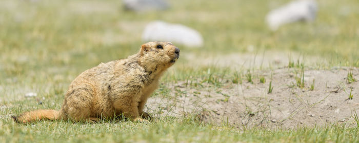 Close-up of squirrel on field